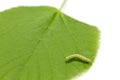 Caterpillar on a young hazel leaf