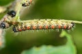 Caterpillars Royalty Free Stock Photo