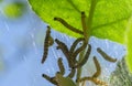 Caterpillars of an apple moth, the apple ermine, in a silken web on an apple tree branch