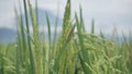 Caterpillars that are attached to the leaves of a paddy plant that are still green