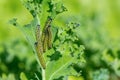 Caterpillars of big cabbage white eat kale leaf