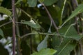 Caterpillars of Birch sawfly Craesus septentrionalis larvae feeding on willows leaves