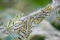 Caterpillars Royalty Free Stock Photo