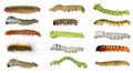 Caterpillars of butterflies Royalty Free Stock Photo