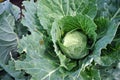 Caterpillars on cabbage. Royalty Free Stock Photo