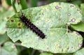 Caterpillars of California Pipevine Swallowtail, Battus philenor subsp. hirsuta