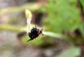 Caterpillars of California Pipevine Swallowtail, Battus philenor subsp. hirsuta