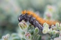 The 'March' Caterpillar Royalty Free Stock Photo