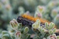 The 'March' Caterpillar Royalty Free Stock Photo