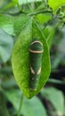 Caterpillars on citrus plants Royalty Free Stock Photo