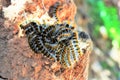 Caterpillars Royalty Free Stock Photo