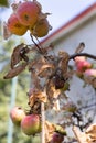 Caterpillars of codling moth, apple stoat, in silky web on an apple tree branch. Tent caterpillars, silkworms, in special silken Royalty Free Stock Photo