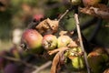 Caterpillars of codling moth, apple stoat, in silky web on an apple tree branch. Tent caterpillars, silkworms, in special silken Royalty Free Stock Photo