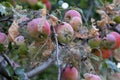 Caterpillars of codling moth, apple stoat, in silky web on an apple tree branch. Tent caterpillars, silkworms, in special silken Royalty Free Stock Photo