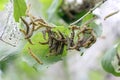 Caterpillars codling moth Royalty Free Stock Photo