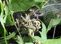 Caterpillars codling moth Royalty Free Stock Photo