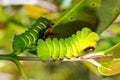 Caterpillars of the Comet moth Royalty Free Stock Photo