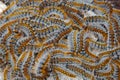 Caterpillars crawling in swarm Royalty Free Stock Photo