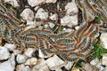 Caterpillars crawling in swarm Royalty Free Stock Photo