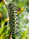 Caterpillars of day time butterflies