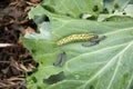 Caterpillars devour green cabbage leaves. Many yellow worms on cabbage close-up Royalty Free Stock Photo