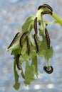 Caterpillars devour the leaves Royalty Free Stock Photo