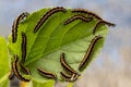 Caterpillars devour the leaves Royalty Free Stock Photo