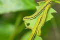 caterpillars devoured leaf