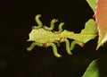 Caterpillars devouring the leaf