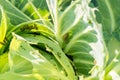 Caterpillars eat cabbage leaves in summer Royalty Free Stock Photo