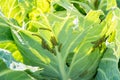 Caterpillars eat cabbage leaves in summer Royalty Free Stock Photo