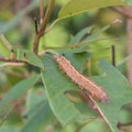 Caterpillars eat leaves Royalty Free Stock Photo