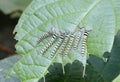Caterpillars eat plants Royalty Free Stock Photo