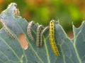 Caterpillars eating a cabbage leaf