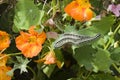 Caterpillars eating green leaves