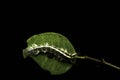 The caterpillars are eating green leaves indented