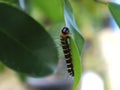 caterpillars eating leaves. Royalty Free Stock Photo
