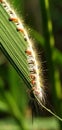 Caterpillars are eating rice leaves in tropical rice fields in the morning. Royalty Free Stock Photo