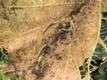 Caterpillars Eating/Sucking Leaves of Sagwan Tree