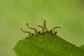 Caterpillars of the family Geometridae eat a hazel leaf