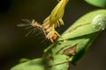 Caterpillars eating leaves to make it healthy