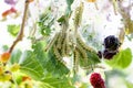 Caterpillars feed on mulberry leaves. Insect pests devour the green leaves of the mulberry tree Royalty Free Stock Photo