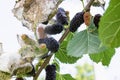 Caterpillars feed on mulberry leaves. Insect pests devour the green leaves of the mulberry tree Royalty Free Stock Photo