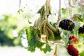 Caterpillars feed on mulberry leaves. Insect pests devour the green leaves of the mulberry tree Royalty Free Stock Photo