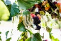 Caterpillars feed on mulberry leaves. Insect pests devour the green leaves of the mulberry tree Royalty Free Stock Photo