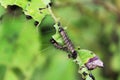 caterpillars feeding on leaves Royalty Free Stock Photo