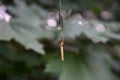 Caterpillars on a floss