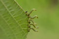 Caterpillars of the geometric moths eat the hazel leaves