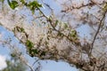 The caterpillars of the Gespinstmotte Yponomeutidae have a tree cocooned Royalty Free Stock Photo