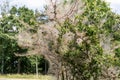 The caterpillars of the Gespinstmotte Yponomeutidae have a tree cocooned Royalty Free Stock Photo